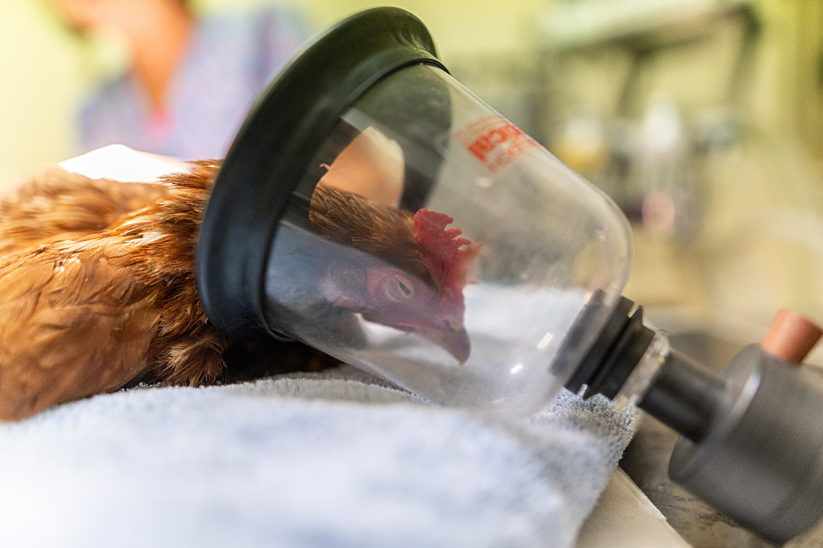 Emily, a hen resident at Farma Nadeje (Hope Farm) farmed animal sanctuary, lies anesthetized on a veterinary table with her head in an induction mask during treatment for bumblefoot. Veterinary Clinic Na Hradku, Prague, Central Bohemian Region, Czechia, 2024. Lukas Vincour / We Animals