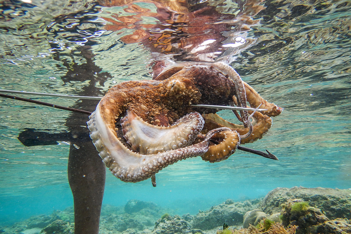 An octopus who was impaled with a short metal spear is lifted to the water's surface by a fisherman. Local fishermen typically hand-spear the animals, catching one to four octopuses daily and up to nine during peak season. Laguna Beach, Merpas Village, Kaur Regency, Bengkulu Province, Indonesia, 2025. Muhammad Fajri / We Animals