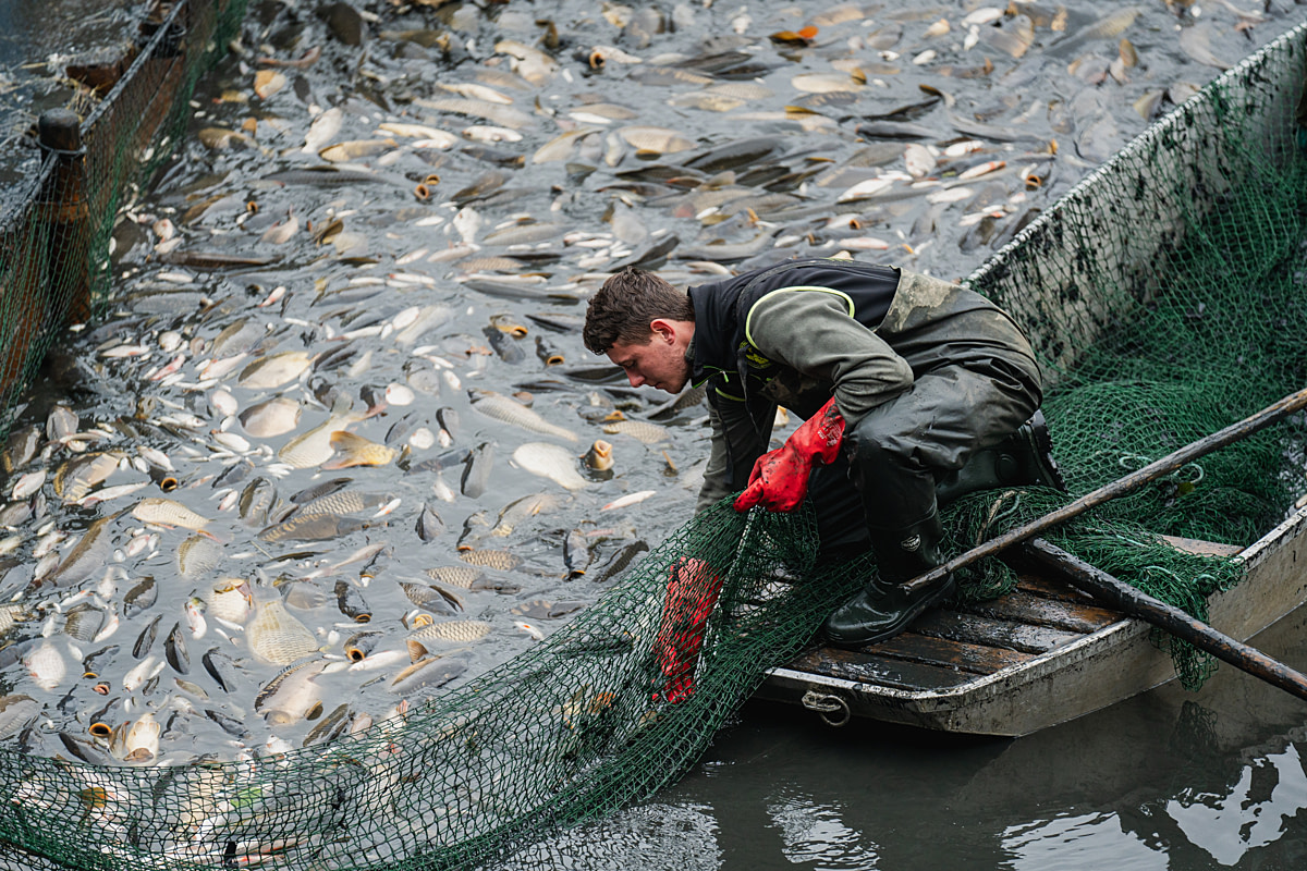 Fish squeezed inside a catching net gasp for breath as a fisherman in a boat adjusts the net during a traditional pond harvest. Undisclosed location, Central Bohemian Region, Czechia, 2024. Lukas Vincour / We Animals Fish squeezed inside a catching net gasp for breath as a fisherman in a boat adjusts the net during a traditional pond harvest. Undisclosed location, Central Bohemian Region, Czechia, 2024. Lukas Vincour / We Animals
