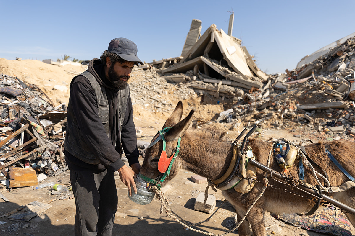 Younis Al-Tallaa holds a makeshift water container for the family donkey, who takes a drink, while the pair stand near the rubble of destroyed buildings. After their home was destroyed in the Gaza war, Younis and his brother Mahmoud work with their donkey daily to transport displaced people across the Gaza Strip. The animal remains their only source of income, and the brothers ensure their donkey has food, water and rest amid the difficult humanitarian conditions. Undisclosed location, Gaza Strip, State of Palestine, 2025. Mahmoud Abu Hamda / Sanctuary Doc / We Animals