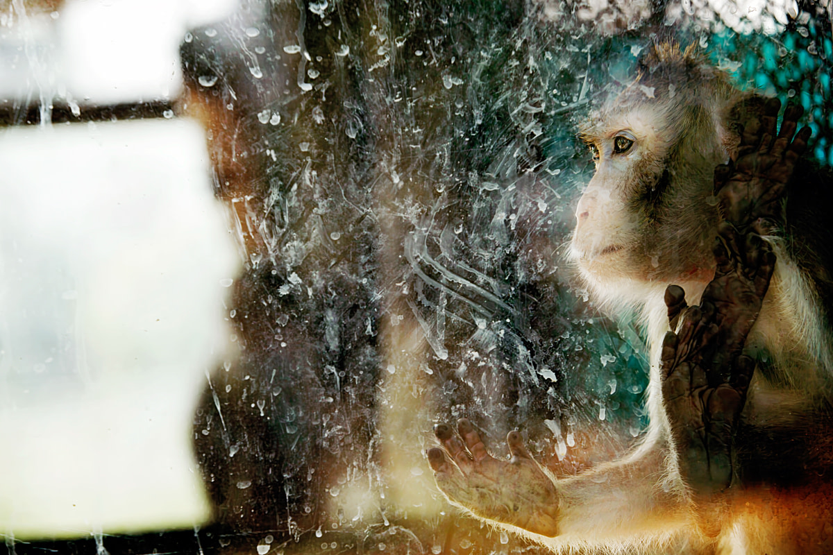 A captive long-tailed macaque at a zoo presses their hands against a dirty plexiglass window as they peer through its surface clouded with smudges and fingerprints. Hanoi Zoo, Hanoi, Vietnam, 2024. Cynthia Hughes / We Animals