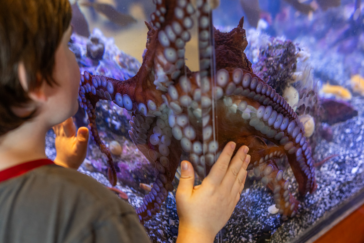 A child visiting a public aquarium places their hands on a display tank as a Giant Pacific Octopus moves along the inside of the glass. Ucluelet Aquarium, Ucluelet, British Columbia, Canada, 2025. Cynthia Hughes / We Animals