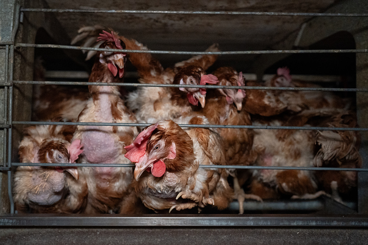 Laying hens exhibiting feather loss peer through the bars of a crowded cage at an egg farm. Undisclosed location, Bulgaria, 2025. Bogna Wiltowska / Anima International / Open Wing Alliance / We Animals
