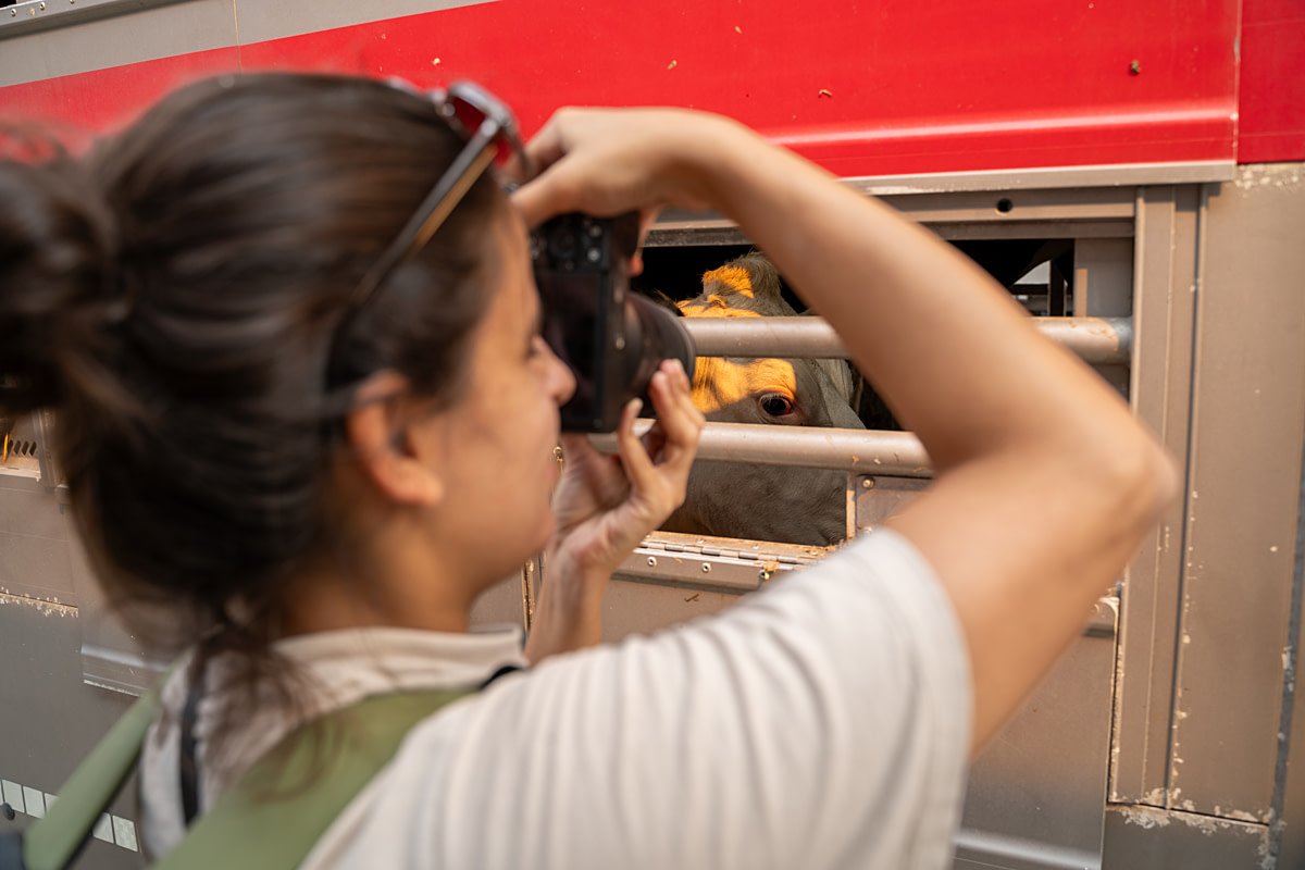 Animal photojournalist and We Animals 2023 Fellow Havva Zorlu photographs cattle in a transport truck at a border crossing. Kapikule, Edirne Province, Marmara Region, Turkiye, 2023. Lukas Vincour / We Animals