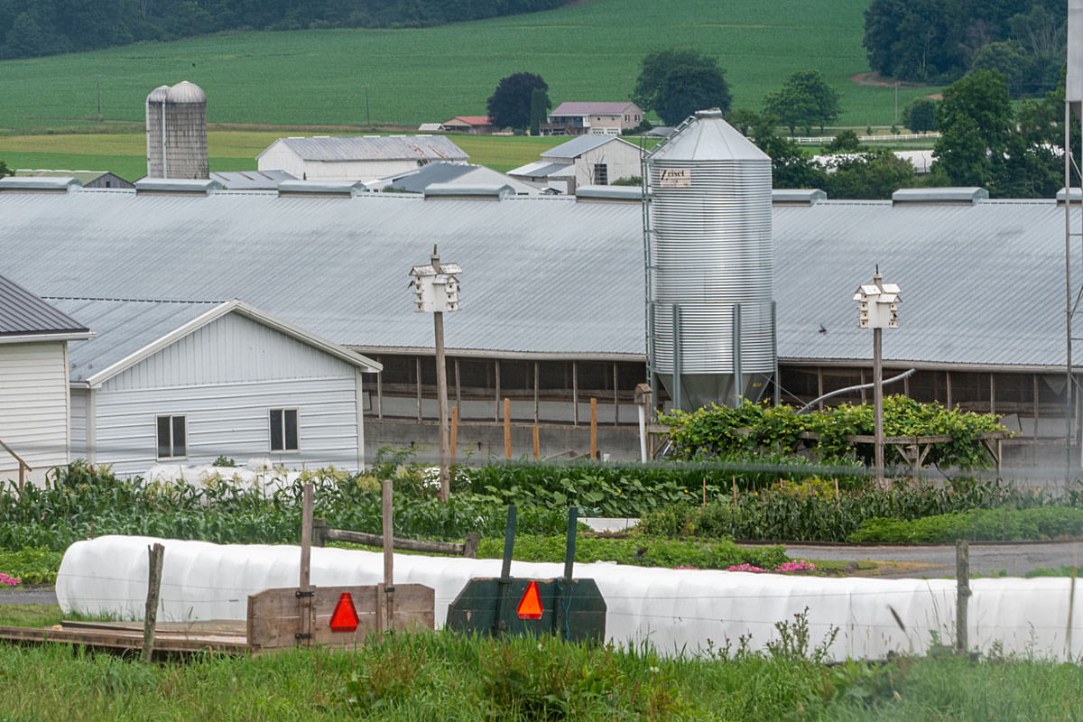 The side of a hen barn at a Pennsylvania egg production farm. This company markets its eggs as laid by Free Roaming hens, but on this farm no outdoor access is apparent. On this warm July morning, no chickens are visible outside. Loganton, Pennsylvania, USA, 2023. Gregory Kemp / Animal Outlook / We Animals
