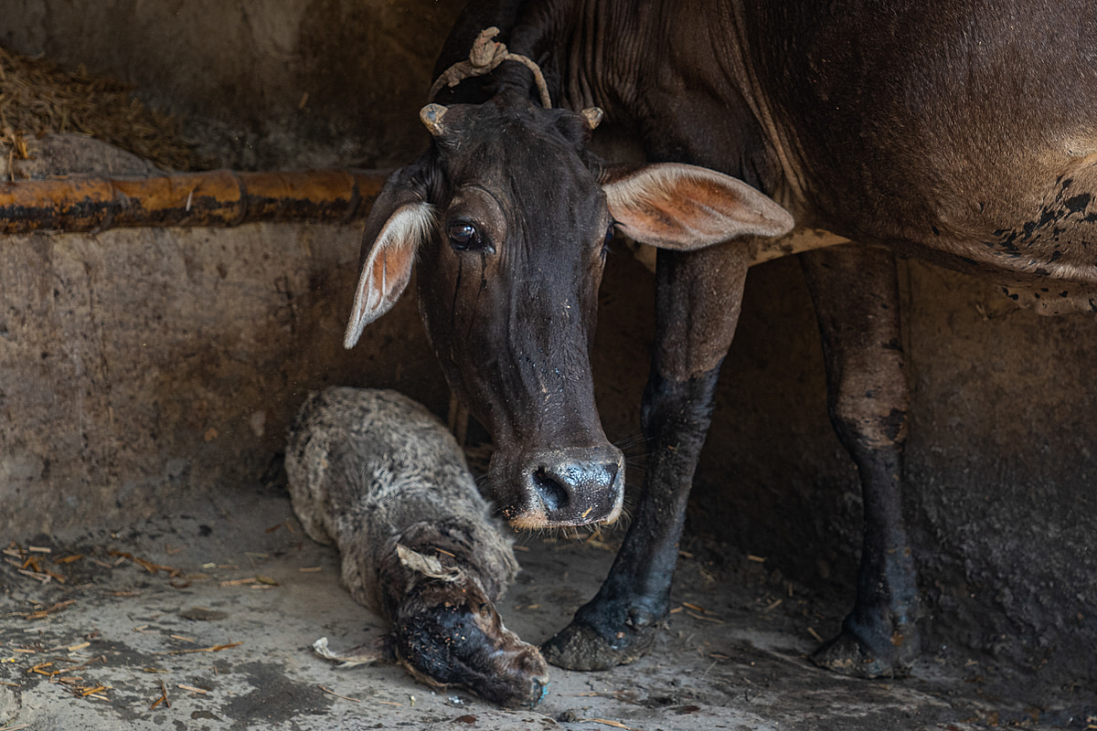 A mother cow looks around apprehensively and stands protectively beside a "Khal bacha," or dummy calf on a small dairy farm. Made from the stuffed and treated skin of her deceased calf, who died two weeks earlier, the Khal bacha convinces the mother her calf is still alive and her body continues milk production. Daihat, West Bengal, India, 2023. Sudip Maiti / FIAPO / We Animals