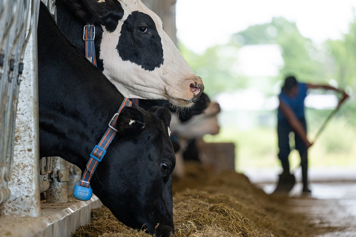 An incarcerated farm worker shovels cow feed. According to the Office of the Correctional Investigator Annual Report 2022-2023, "Earning less than 46 cents an hour, the current pay system keeps people behind bars destitute, demeaned and degraded." Over CAD$36 million has been spent to create this prison dairy research program, to "provide offenders with the opportunity to work with livestock." Joyceville Institution, Kingston, Ontario, Canada, 2025. Jo-Anne McArthur / We Animals