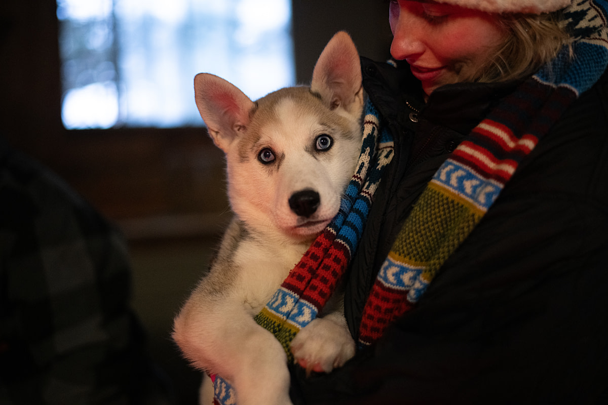 A husky or husky-mix puppy makes eye contact while being held by a visitor at a dog-sledding operation. Aventures Nord-Bec, Stoneham-et-Tewkesbury, Quebec, Canada, 2025. Monroe Styles / We Animals