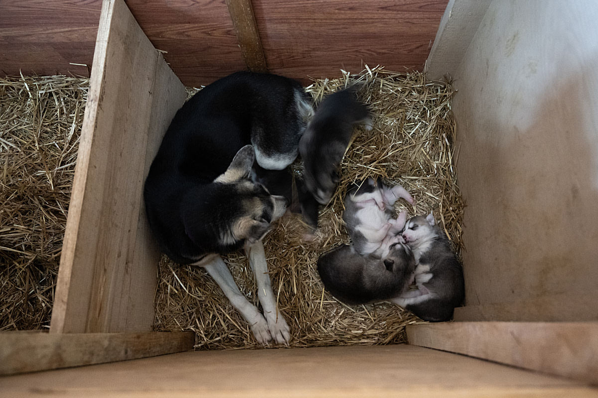 A mother husky or husky-mix dog lies with her young pups inside a cramped indoor enclosure at a dog-sledding operation. Aventures Nord-Bec, Stoneham-et-Tewkesbury, Quebec, Canada, 2025. Monroe Styles / We Animals