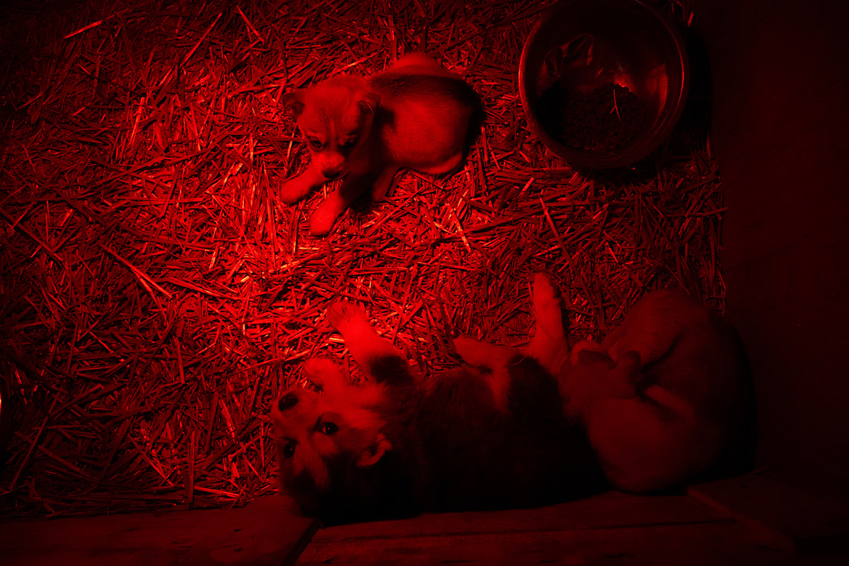 Husky and husky-mix puppies of varying ages sleep and rest under a heat lamp in a small indoor enclosure at a dog-sledding operation. Aventures Nord-Bec, Stoneham-et-Tewkesbury, Quebec, Canada, 2025. Monroe Styles / We Animals