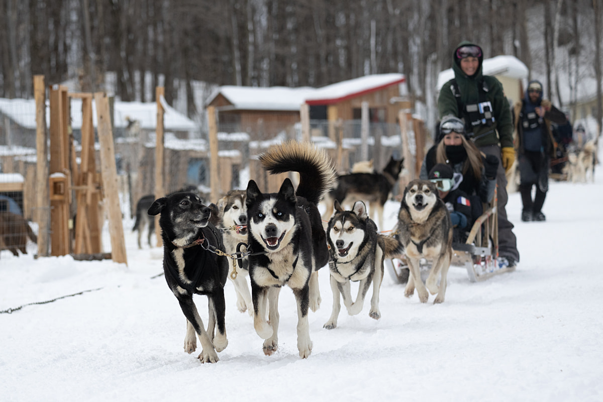 Huskies and husky mixed-breed dogs pull a sled of tourists at a dog-sledding operation. Passion Husky, Saint-Nicolas, Quebec, Canada, 2025. Monroe Styles / We Animals