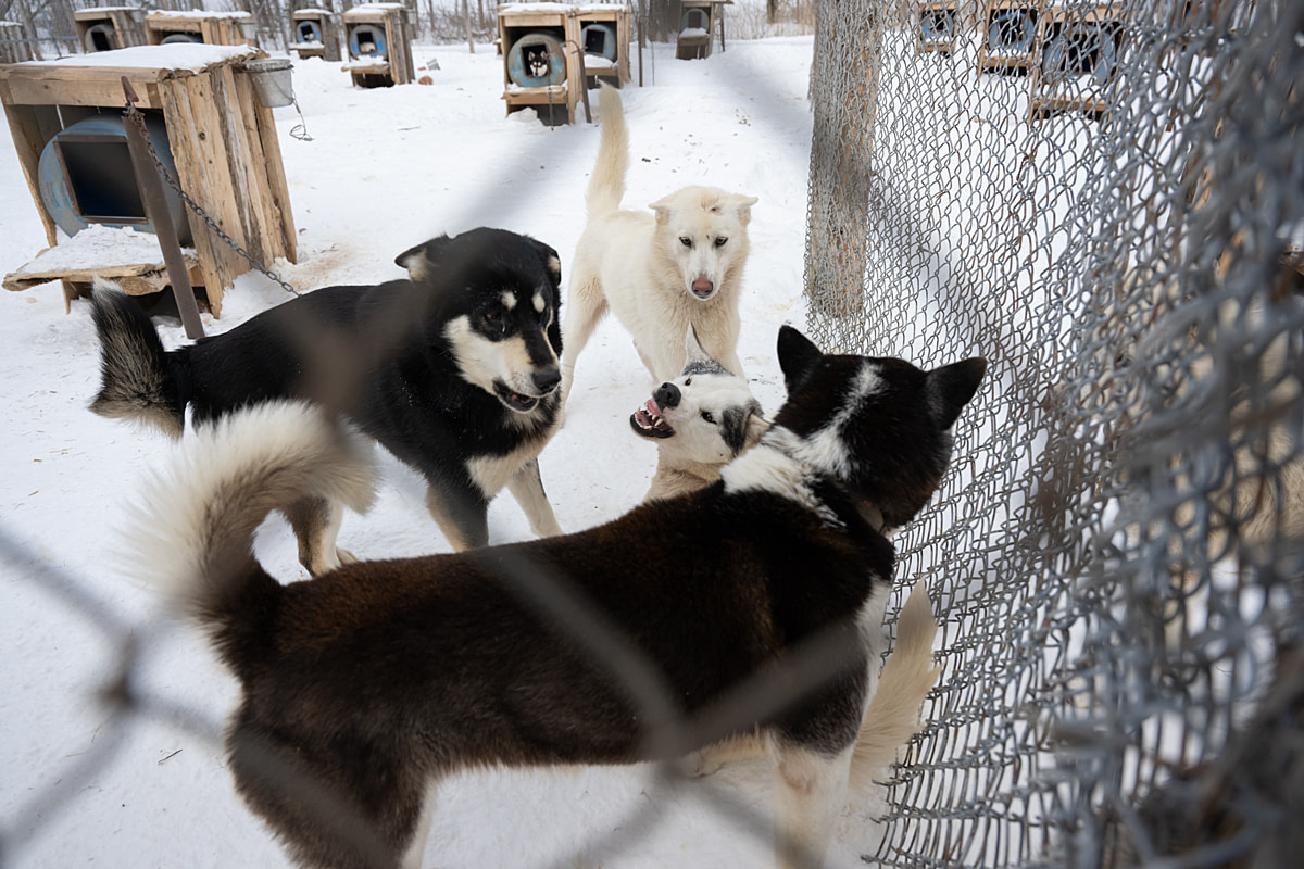 Husky and husky mixed-breed dogs, some unchained, play and roughhouse in a group enclosure at a dog-sledding operation. Passion Husky, Saint-Nicolas, Quebec, Canada, 2025. Monroe Styles / We Animals