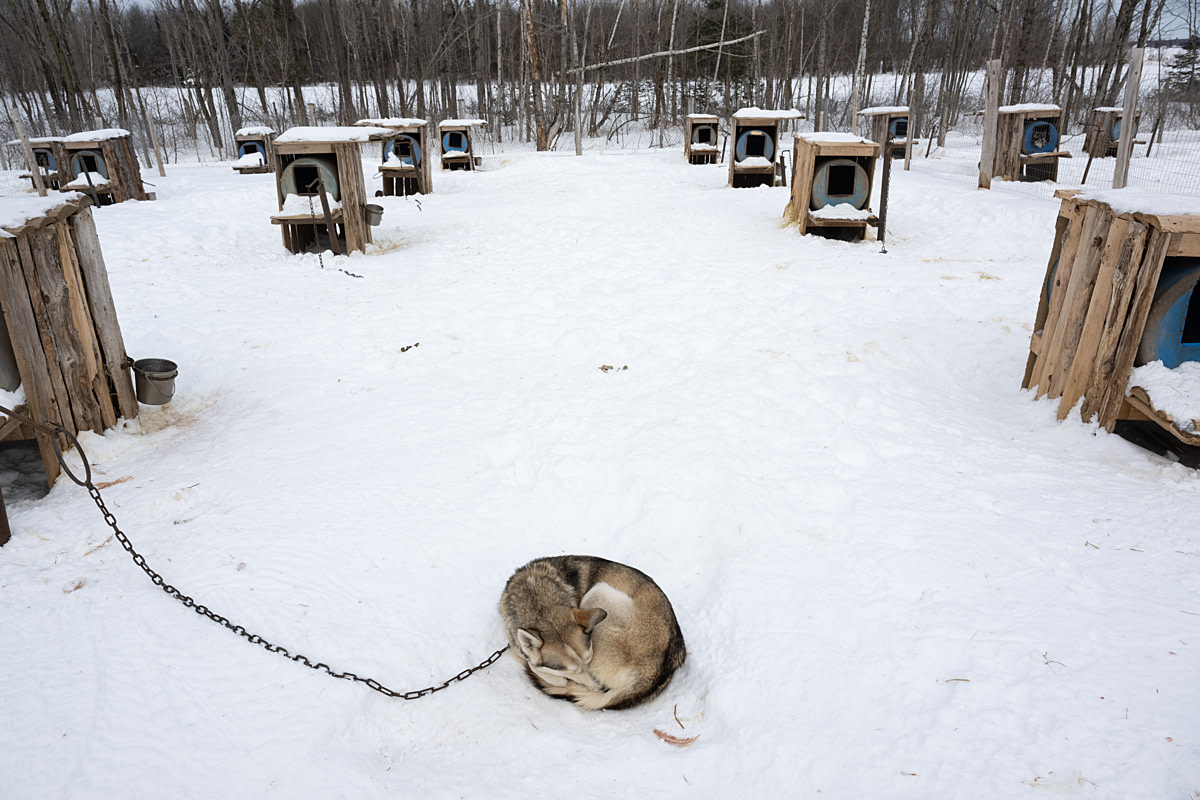 A chained husky or husky mixed-breed dog sleeps curled up in the snow near his small shelter at a dog-sledding operation. Numerous similar shelters sit in the background. Passion Husky, Saint-Nicolas, Quebec, Canada, 2025. Monroe Styles / We Animals