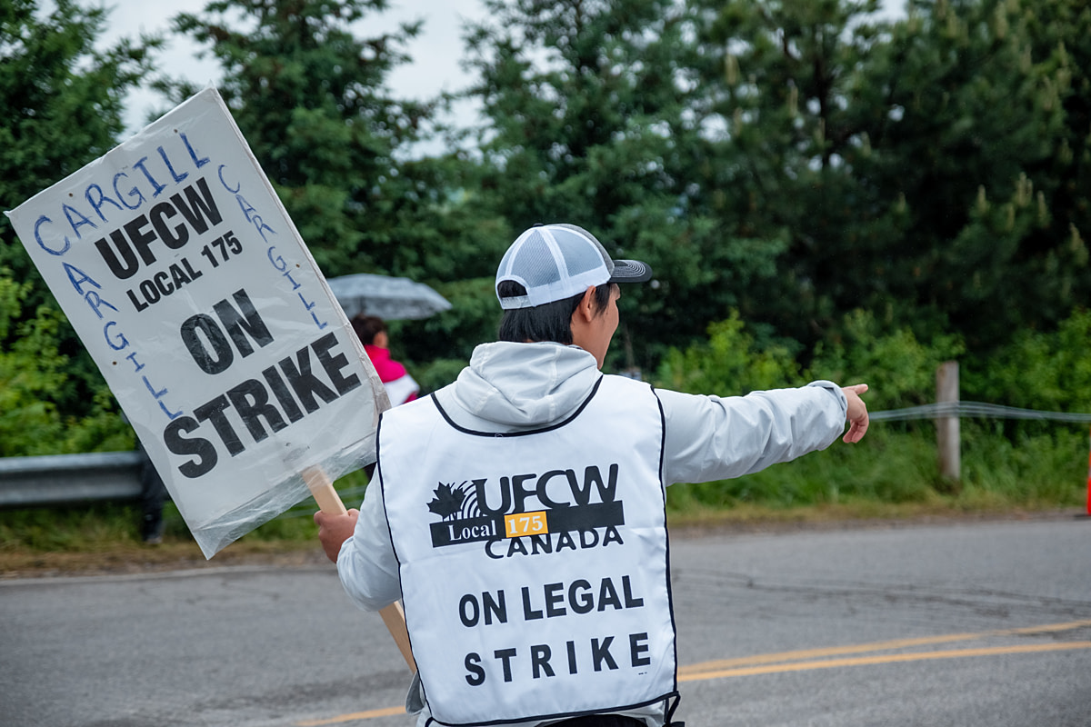 A worker from a Cargill, Inc. cattle slaughterhouse gestures and holds a sign by the roadside while picketing during a strike for better wages and conditions at the facility. Guelph, Ontario, Canada, 2024. Ira Moon / We Animals