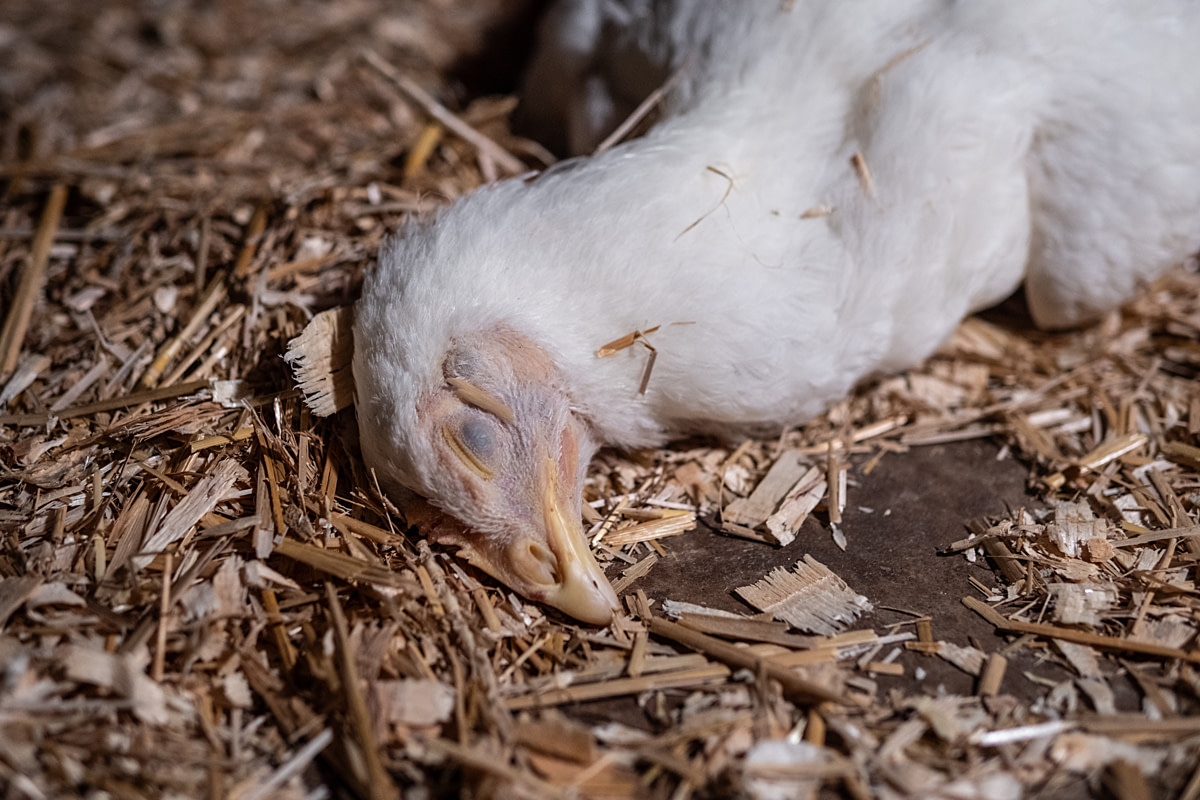 The face of a young hen who lies dead on the floor at a broiler breeder farm. Undisclosed location, Canada, 2025. Ira Moon / We Animals