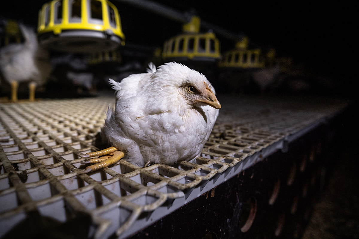 A young hen with a lame leg splayed to one side rests on the feeding platform inside a broiler breeder farm. Undisclosed location, Canada, 2025. Ira Moon / We Animals A young hen with a lame leg splayed to one side rests on the feeding platform inside a broiler breeder farm. Undisclosed location, Canada, 2025. Ira Moon / We Animals