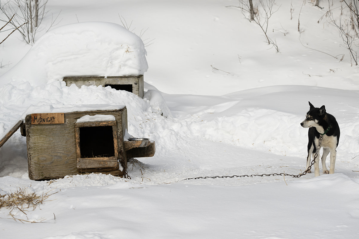 A husky or husky-mix dog named Midnight, chained to his shelter, stands in the snow at a dog-sledding operation. Aventures Nord-Bec, Stoneham-et-Tewkesbury, Quebec, Canada, 2025. Monroe Styles / We Animals