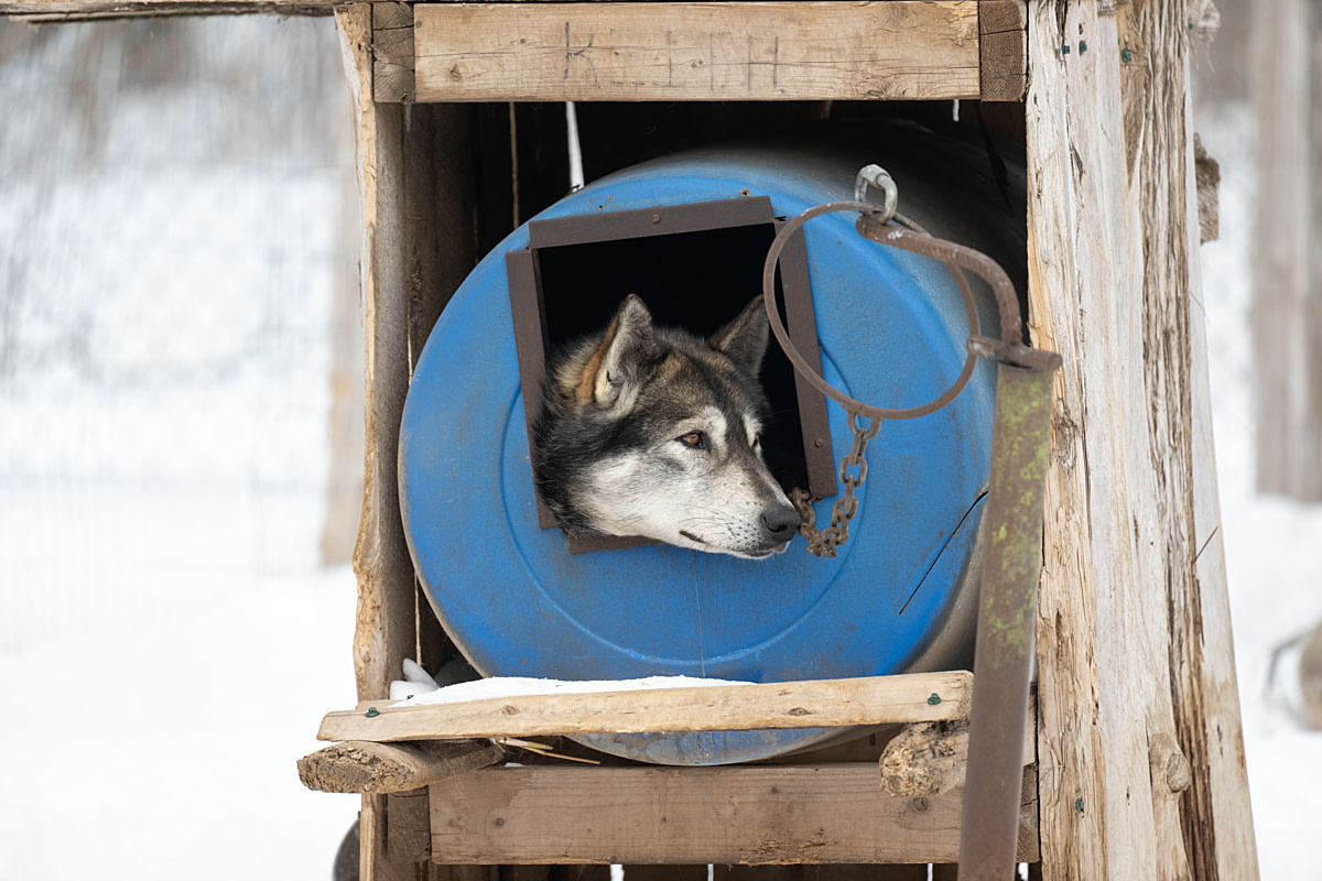 A chained dog peers out of a small shelter at a dog-sledding operation. The shelter consists of a plastic barrel inside an elevated wooden box. Passion Husky, Saint-Nicolas, Quebec, Canada, 2025. Monroe Styles / We Animals