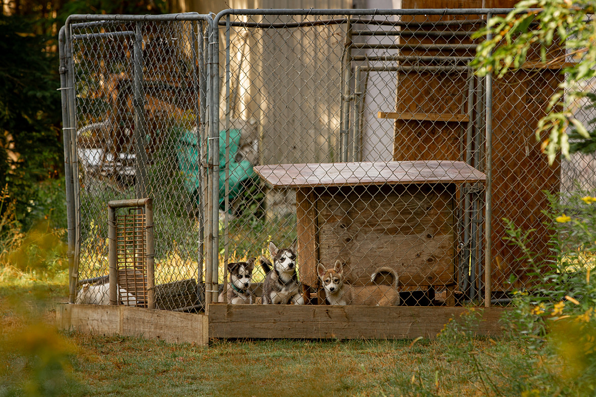 Confined puppies, just a few months old, peer through the fence of the enclosure where they live at a dog-sledding operation. According to staff, toys aren't provided because the puppies break them too quickly, and the puppies are provided only pine branches for stimulation. Aventures Nord-Bec, Stoneham-et-Tewkesbury, Quebec, Canada, 2025. Julie LP / We Animals