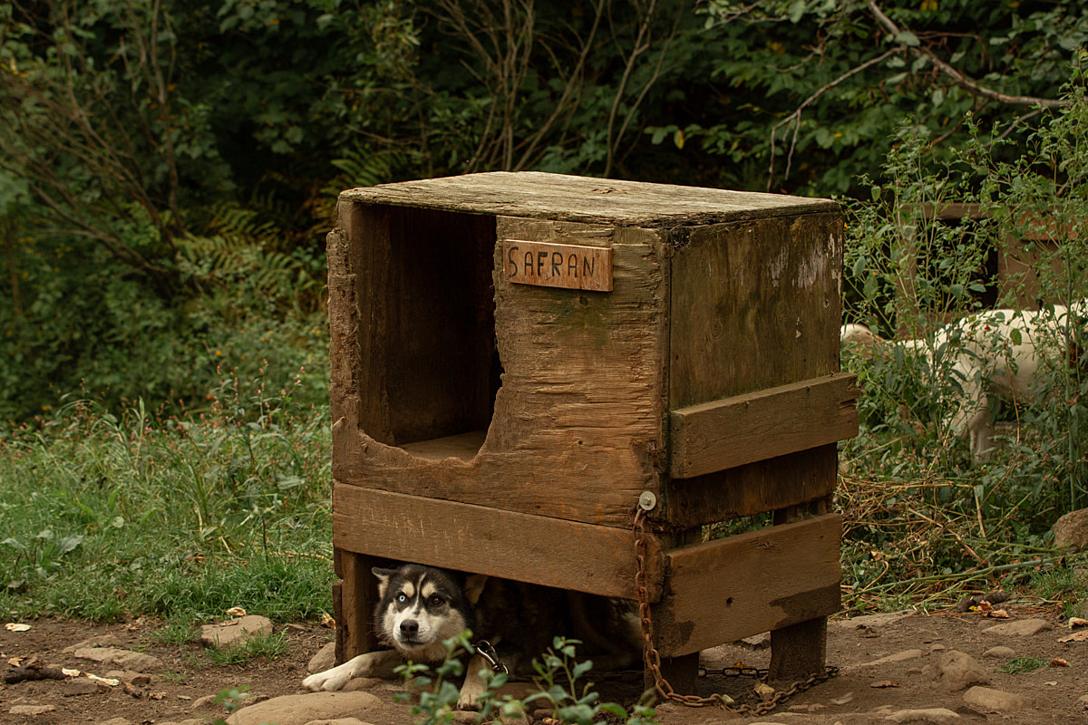 A dog named Safran watches cautiously and hides beneath the bare wooden shelter that serves as his year-round home when approached at a dog-sledding operation. A chain around his neck restricts him to a radius of three metres distance from the shelter. Aventures Nord-Bec, Stoneham-et-Tewkesbury, Quebec, Canada, 2025. Julie LP / We Animals