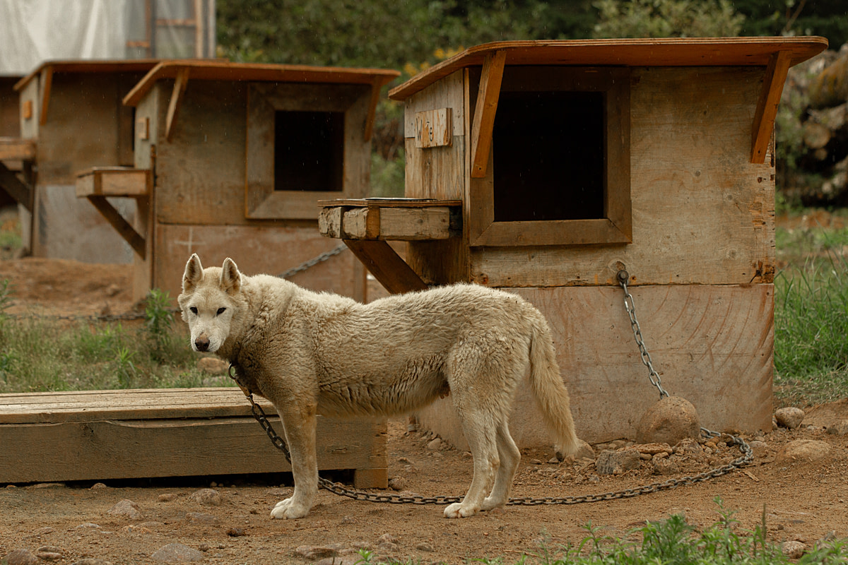 A mother cow enduring a difficult birth at a dairy farm strains as workers pull her calf out with ropes to save them both from dying. Sweden, 2025. Noah Marsten / Djurrattsalliansen / We Animals