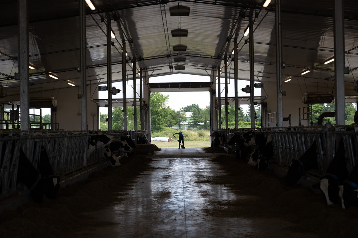 An incarcerated man shovels manure and keeps the new dairy barn clean. Work is a requirement for all prisoners as part of their “correctional plans” but there has been high turnover in the farm jobs. As one Joyceville prisoner writes, “They do not s