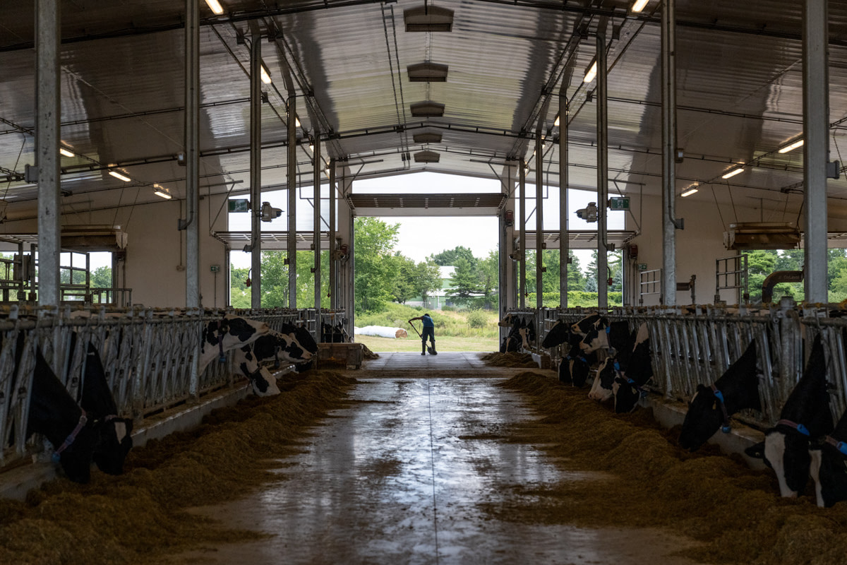 An incarcerated man shovels manure and keeps the new dairy barn clean. Work is a requirement for all prisoners as part of their “correctional plans” but there has been high turnover in the farm jobs. As one Joyceville prisoner writes, “They do not s