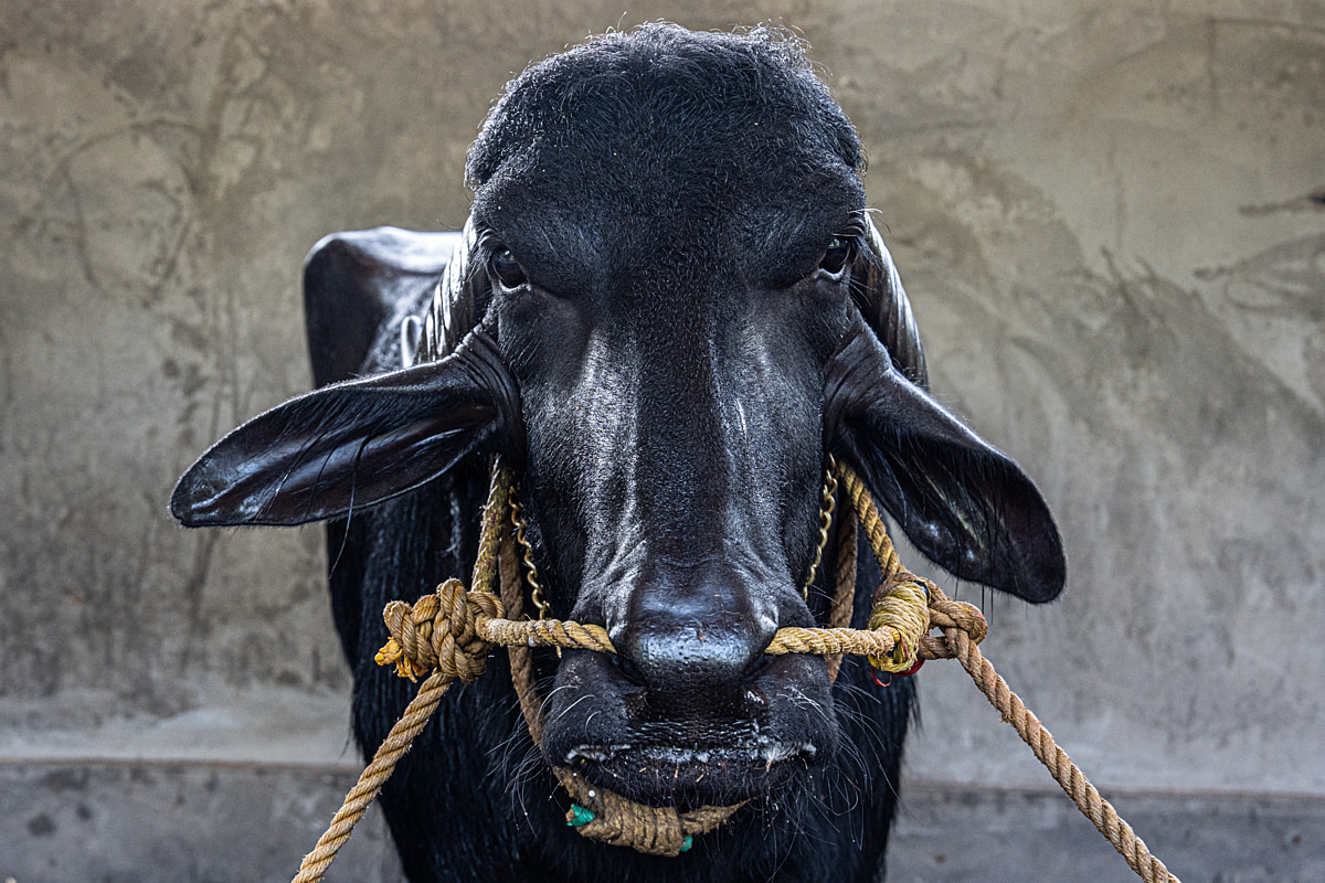 A chained husky or husky mixed-breed dog sleeps curled up in the snow near his small shelter at a dog-sledding operation. Numerous similar shelters sit in the background. Passion Husky, Saint-Nicolas, Quebec, Canada, 2025. Monroe Styles / We Animals