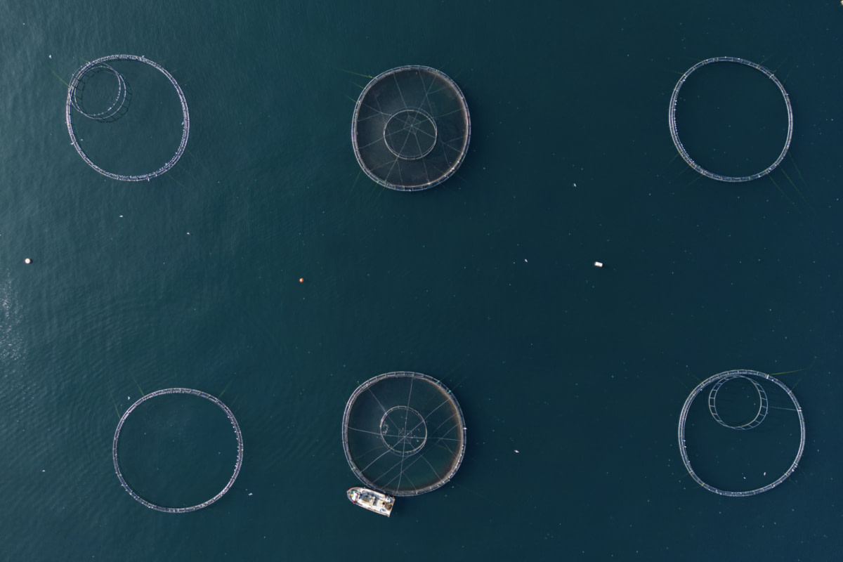 Six fish farm cages float on the ocean, covered with netting to prevent birds from eating the fish inside. Sea bass populate some of the cages, while others sit empty but are soon to be filled with salmon. Trabzon, Trabzon Province, Black Sea Region, Turkiye, 2023. Havva Zorlu / We Animals