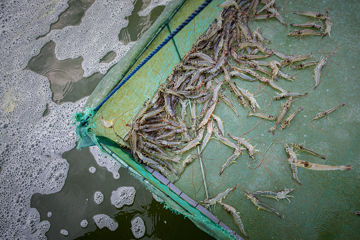 Shrimp at a shrimp farm lie on the bottom of a net after being captured from a rearing pond so their development can be examined. Several shrimp leap and struggle inside the net as it is lifted from the water. Undisclosed location, Tuban, East Java, Indonesia, 2026. Ulet Ifansasti / Animal Welfare Observatory / We Animals