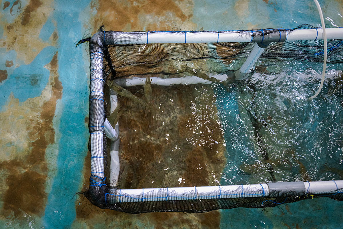 Female broodstock shrimp selected for eyestalk ablation swim confined in a small netted holding area inside a tank at a shrimp hatchery. Undisclosed location, East Java, Indonesia, 2026. Ulet Ifansasti / Animal Welfare Observatory / We Animals