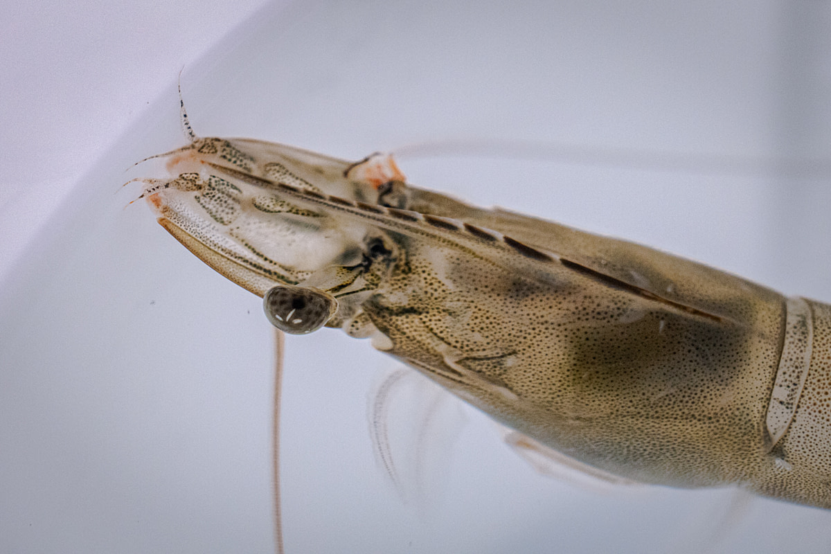 A female broodstock shrimp with a severed eyestalk swims in a container of water moments after it was cut from her body during the ablation process at a shrimp hatchery. Undisclosed location, East Java, Indonesia, 2026. Ulet Ifansasti / Animal Welfare Observatory / We Animals