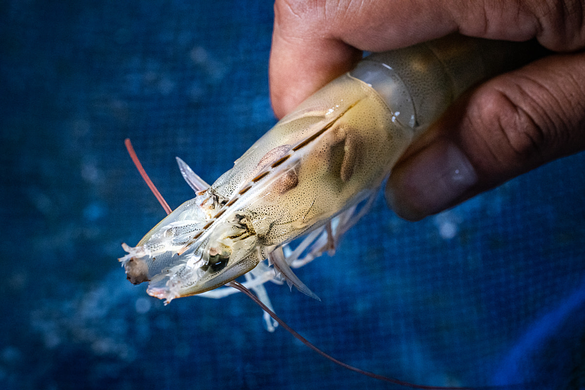 A female broodstock shrimp after her right eyestalk was cut off during the ablation process at a shrimp hatchery. Undisclosed location, East Java, Indonesia, 2026. Ulet Ifansasti / Animal Welfare Observatory / We Animals