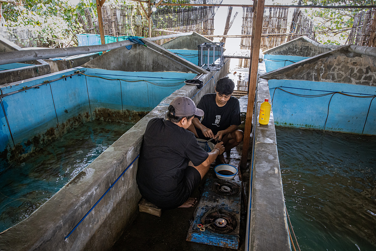 Workers conduct the ablation process on female broodstock shrimp at a shrimp hatchery, removing an eyestalk from each selected female before dipping her head in an antiseptic solution and throwing her into a water tank. Undisclosed location, East Java, Indonesia, 2026. Ulet Ifansasti / Animal Welfare Observatory / We Animals
