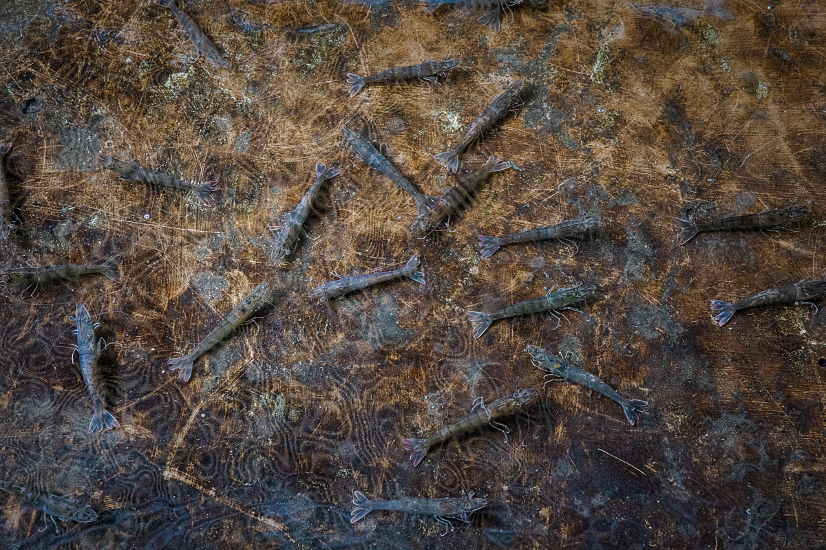 Female broodstock shrimp swim at the bottom of a quarantine tank after having an eyestalk cut off during the ablation process at a shrimp hatchery. Undisclosed location, East Java, Indonesia, 2026. Ulet Ifansasti / Animal Welfare Observatory / We Animals