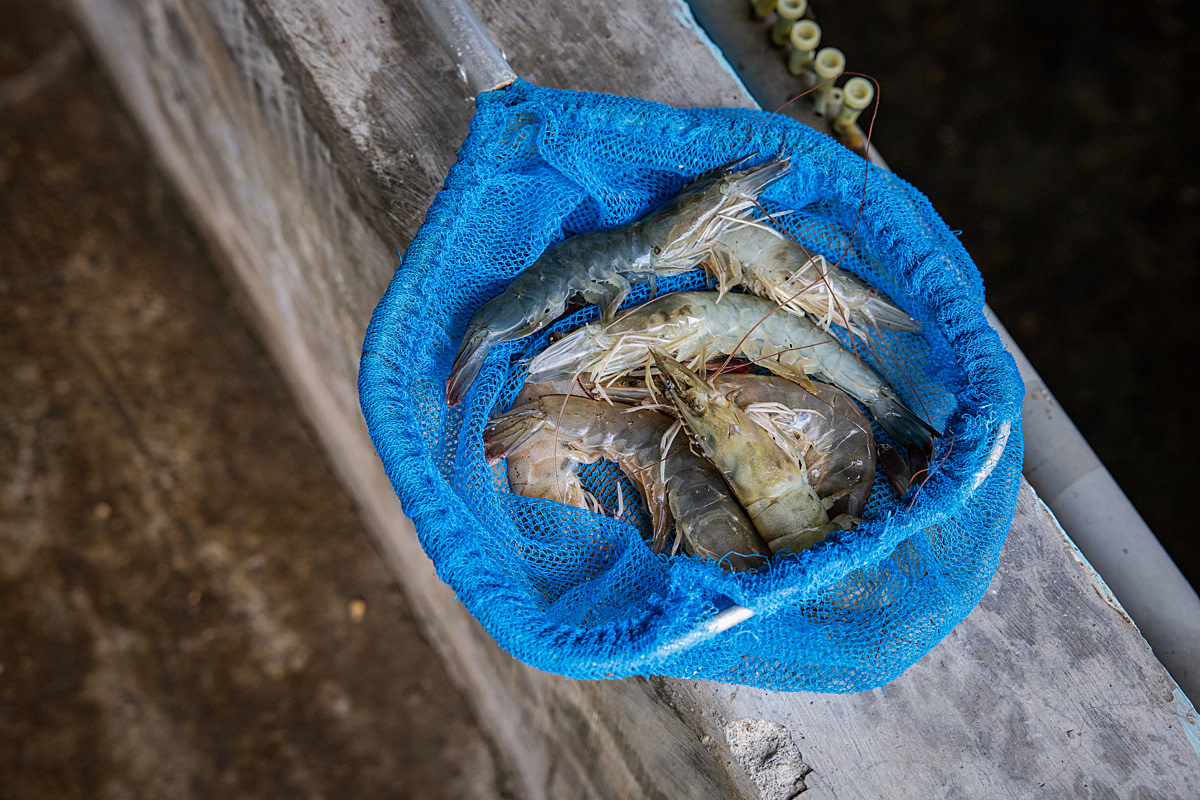 Dead female broodstock shrimp lie in a net at a shrimp hatchery. Undisclosed location, East Java, Indonesia, 2026. Ulet Ifansasti / Animal Welfare Observatory / We Animals