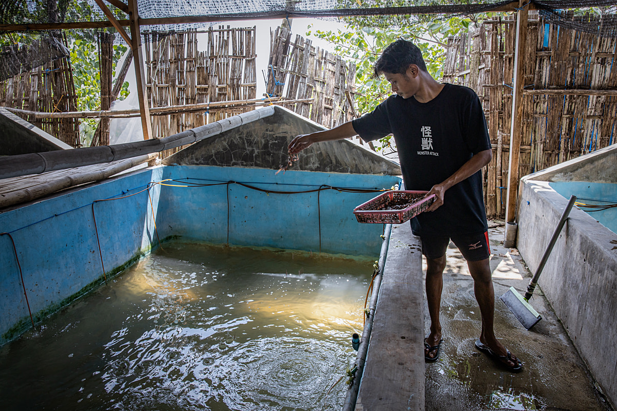 A worker feeds marine worms to female broodstock shrimp held in tanks at a shrimp hatchery. Undisclosed location, East Java, Indonesia, 2026. Ulet Ifansasti / Animal Welfare Observatory / We Animals