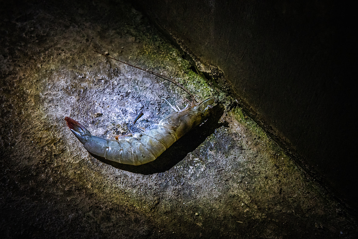 A dead female broodstock shrimp lies on the ground at a shrimp hatchery. Undisclosed location, East Java, Indonesia, 2026. Ulet Ifansasti / Animal Welfare Observatory / We Animals