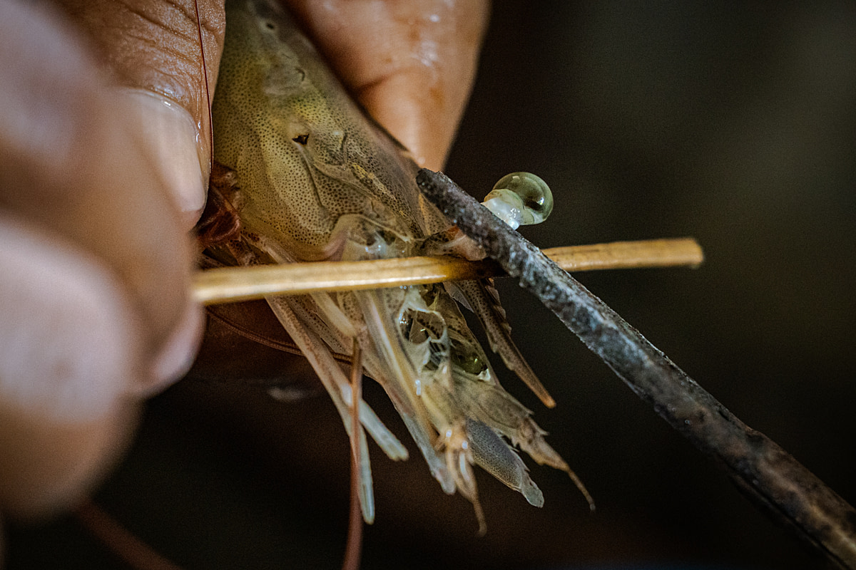 A female broodstock shrimp's eyestalk is cut off with a pair of scissors during the ablation process at a shrimp hatchery. Undisclosed location, East Java, Indonesia, 2026. Ulet Ifansasti / Animal Welfare Observatory / We Animals