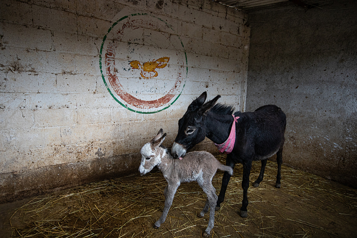 Quetzalli tends to her newborn filly on her first day of life at Burrolandia Mexico donkey sanctuary. Otumba, Mexico State, Mexico, 2026. Sara Escobar / We Animals