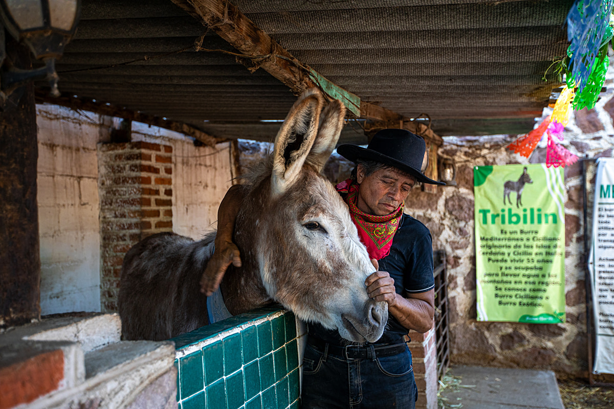 Co-founder German Flores introduces Bam Bam to visitors at Burrolandia Mexico donkey sanctuary. Bam Bam is a large breed of donkey that can reach approximately 2 m in height. Otumba, Mexico State, Mexico, 2026. Sara Escobar / We Animals