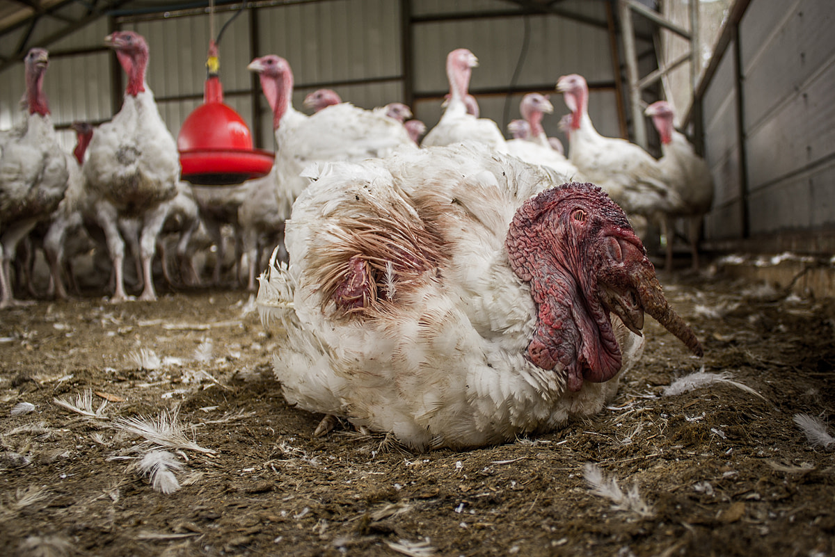 An ailing turkey, unable to stand, lays on the floor at a factory farm. Chile, 2012. Gabriela Penela / We Animals
