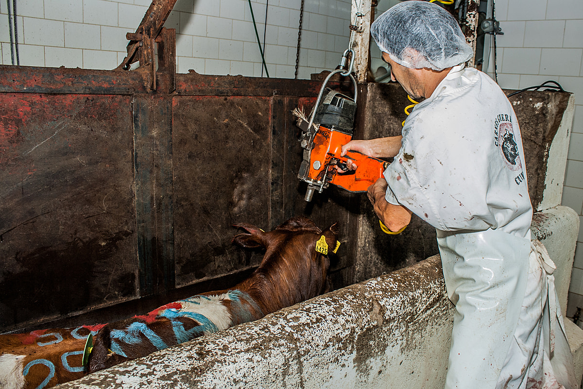A cow covered in paint marks is immobilized in the body restrain system as a slaughterhouse worker prepares to stun her with a captive bolt to the head. Chile, 2012. Gabriela Penela / We Animals