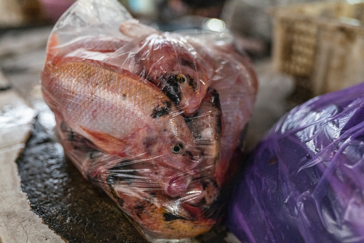 Dead and dying tilapia, packed into a transparent plastic bag for a customer at a fish market. Indonesia, 2021. Lilly Agustina / Act for Farmed Animals / We Animals