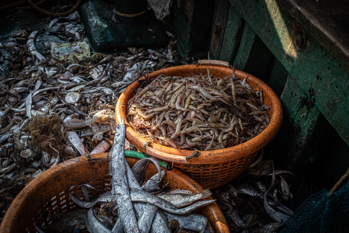 A basket full of shrimps and prawns on the floor of a trawler. They have been recovered from bycatch and will be sold at a local market. Kakinada Harbour, Kakinada, Andhra Pradesh, India, 2022. S. Chakrabarti / We Animals
