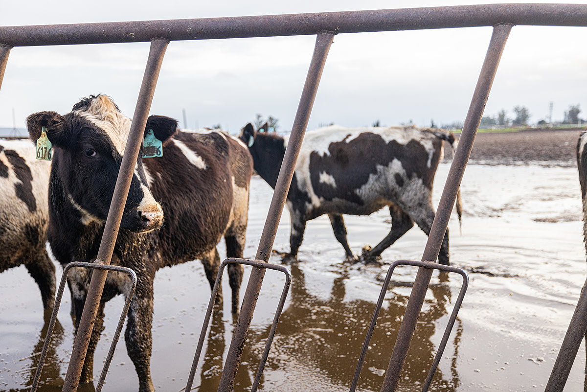 Dairy cows wade through muddy water to reach their feeding troughs following devastating flooding in Merced County due to a series of atmospheric rivers that battered the state of California starting in late December 2022. Atwater, California, USA, January 14, 2023. Nikki Ritcher / We Animals
