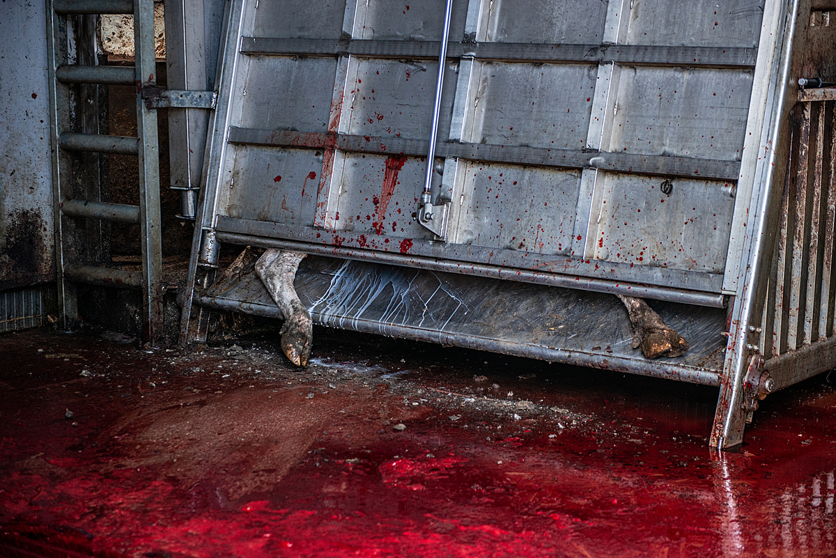 Milk flows from the udder of a dairy cow immobilized inside a squeeze box at a slaughterhouse in Izmir, Turkiye. The box makes it easier for workers to attach the chain that will pull her from the box and suspend her upside-down from the ceiling. A worker will then cut her throat. Türkiye, 2022. Havva Zorlu We Animals