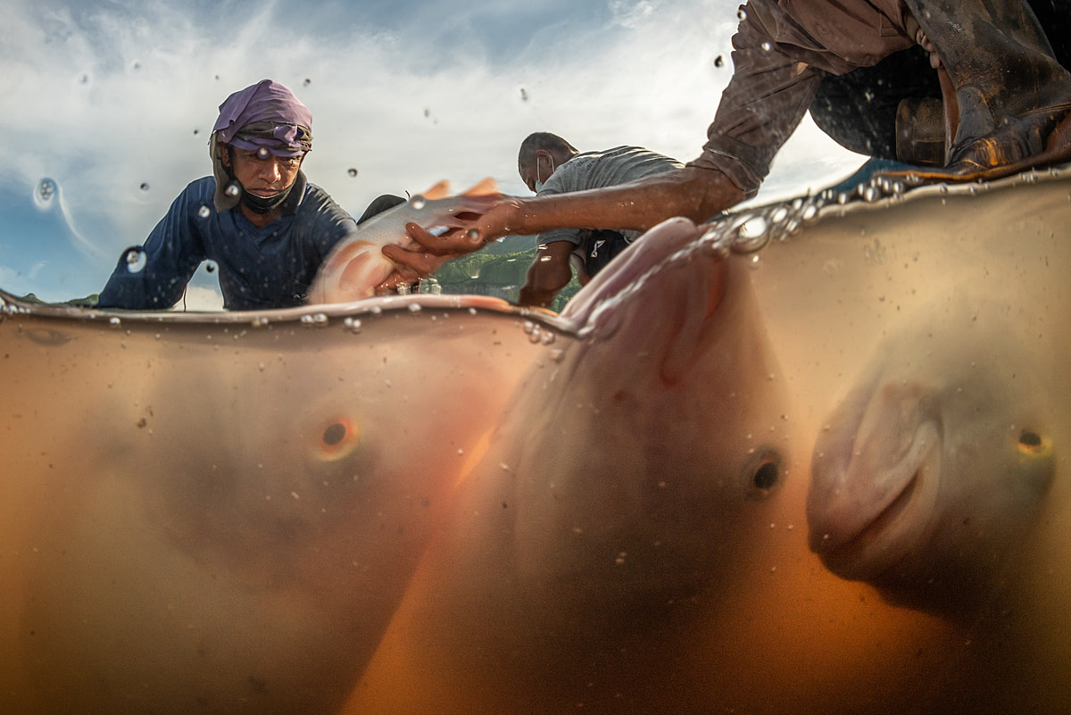 Workers pick up sedated red hybrid tilapia from a floating pen to be weighed and sorted during the harvest at a fish farm in Thailand. Clove oil is a fast acting sedative that is used to calm fish prior to the harvest, making it easier for workers to handle the fish and minimize damage to them from too much struggling. Thailand, 2021. Mako Kurokawa / Sinergia Animal / We Animals