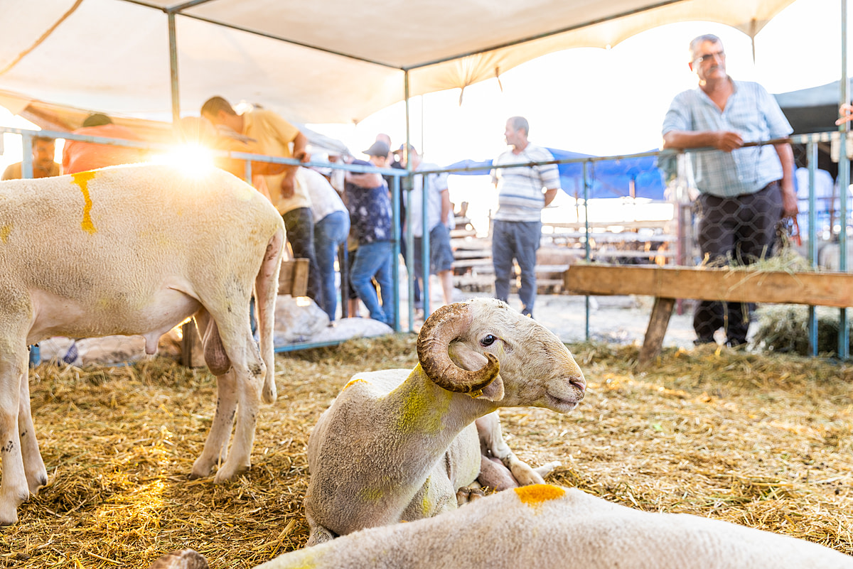 Sheep for sale inside a pen at an animal market before the Eid al-Adha "Feast of the Sacrifice" celebrations in Turkiye. Buyers come to these markets to choose an animal to slaughter for this traditional Islamic holiday. Purchased animals are tied up and forced into cars to transport them from the market, causing stress and anxiety to the remaining animals who witness this nearby. Türkiye, 2022. Deniz Tapkan Cengiz / We Animals