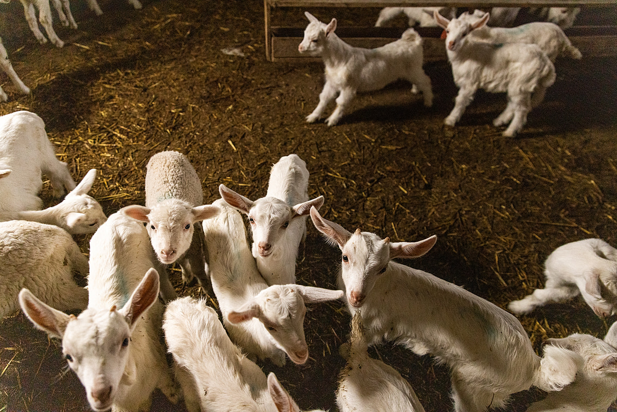 Baby goats in a holding pen on a goat dairy and meat farm. This farm separates the kid goats from their mothers until after the mothers are fed. Once allowed to reunite, mothers and babies must find each other by searching and recognize each other by voice and smell. The smaller goats have trouble finding their mothers. Canakkale, Turkiye, 2023. Deniz Tapkan Cengiz / We Animals